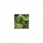 Preview: Photo Background - rainforest - 20x20 - Cube